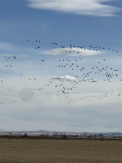 Monte Vista National Wildlife Refuge - Monte Vista, CO