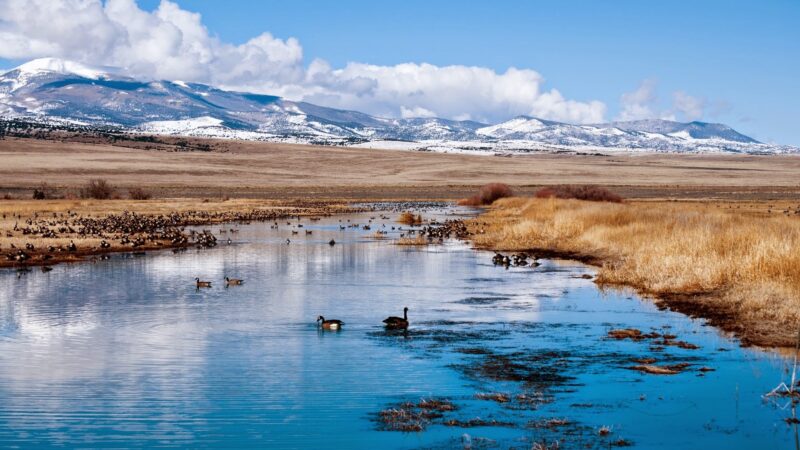 Monte Vista National Wildlife Refuge - Monte Vista, CO