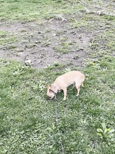 Kakiat Park - Montebello, NY