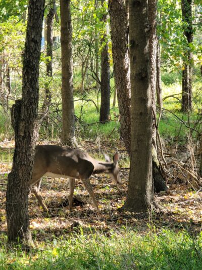 Veterans Memorial Park - Montgomery, NY