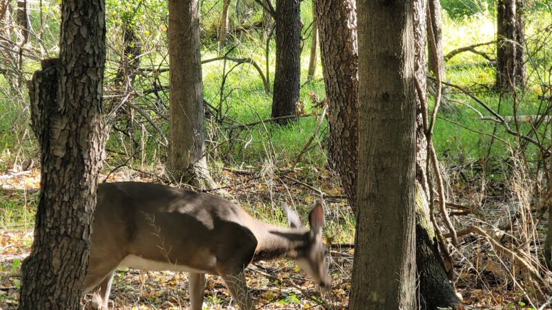 Veterans Memorial Park - Montgomery, NY