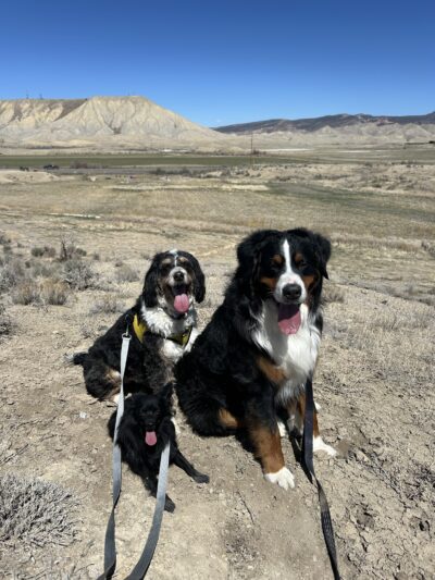 Elite Doggy Retreat Playzone - Montrose, CO