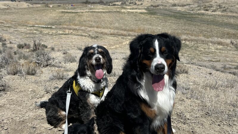 Elite Doggy Retreat Playzone - Montrose, CO
