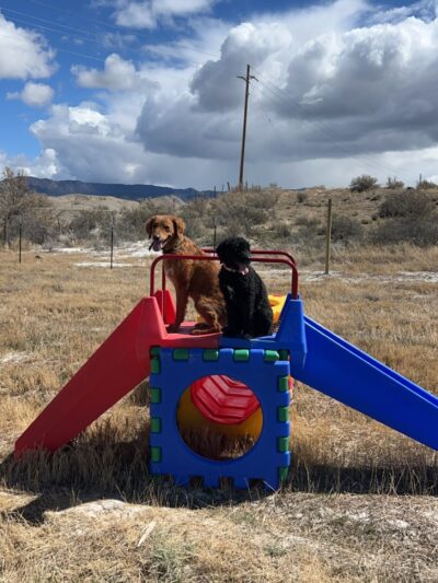 Elite Doggy Retreat Playzone - Montrose, CO