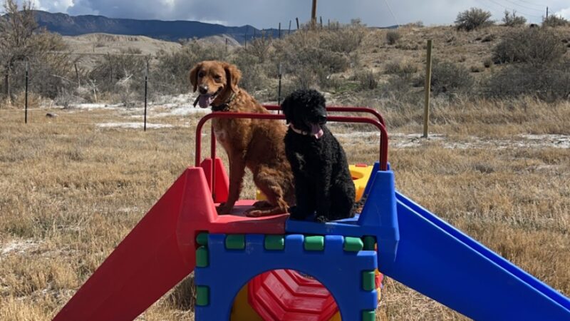 Elite Doggy Retreat Playzone - Montrose, CO
