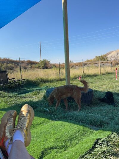 Elite Doggy Retreat Playzone - Montrose, CO