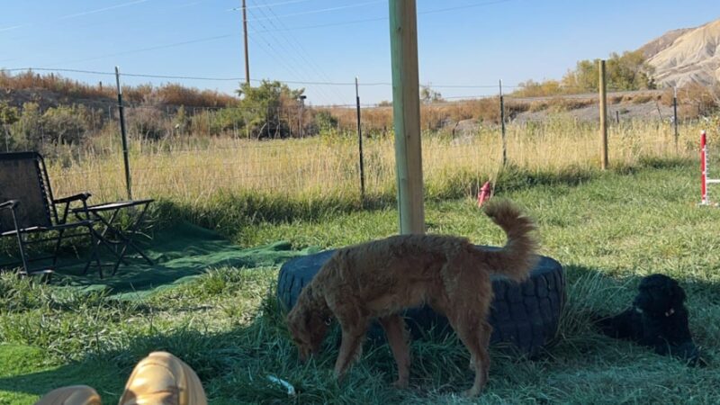 Elite Doggy Retreat Playzone - Montrose, CO