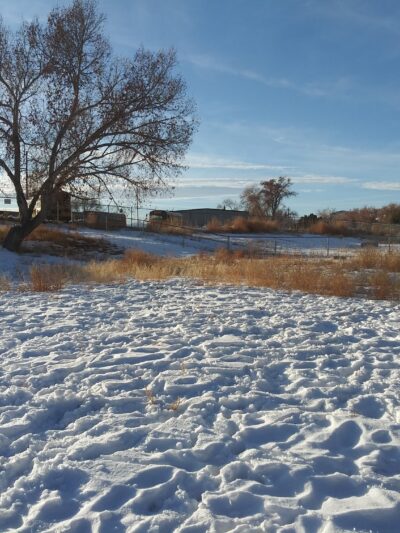 Old Montrose Dog Park - Montrose, CO