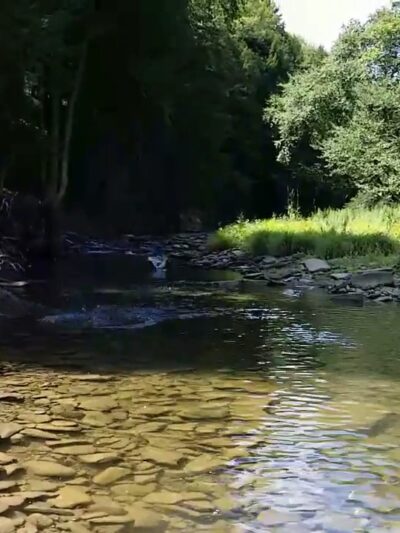 Salt Springs State Park - Montrose, PA