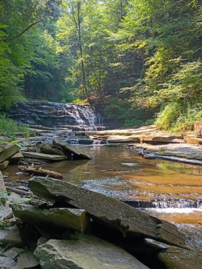 Salt Springs State Park - Montrose, PA