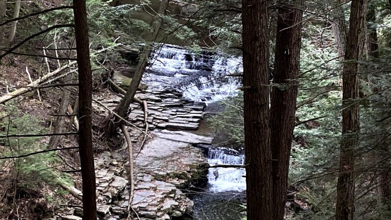Salt Springs State Park - Montrose, PA
