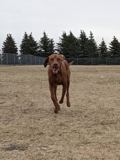 Centennial Dog Park - Moorhead, MN