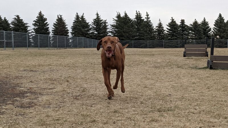 Centennial Dog Park - Moorhead, MN