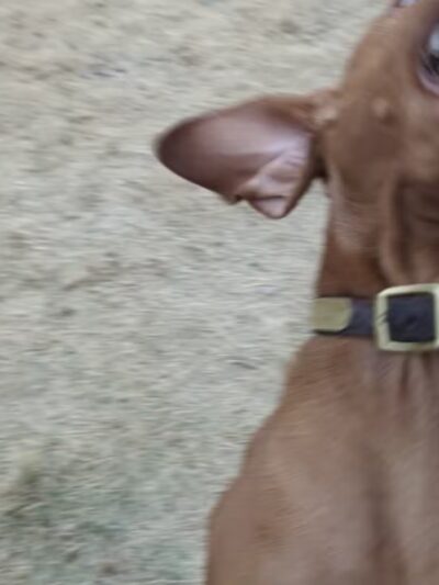 Centennial Dog Park - Moorhead, MN