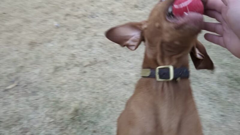 Centennial Dog Park - Moorhead, MN