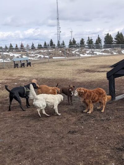 Centennial Dog Park - Moorhead, MN