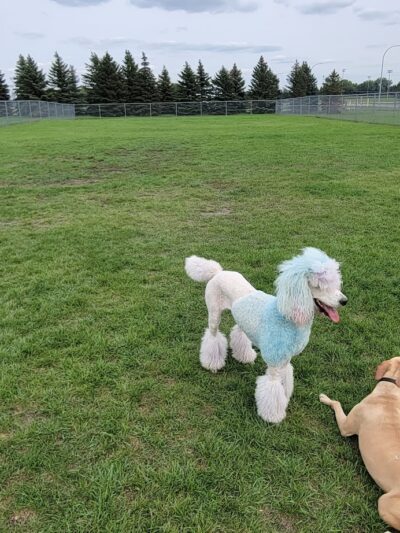 Centennial Dog Park - Moorhead, MN