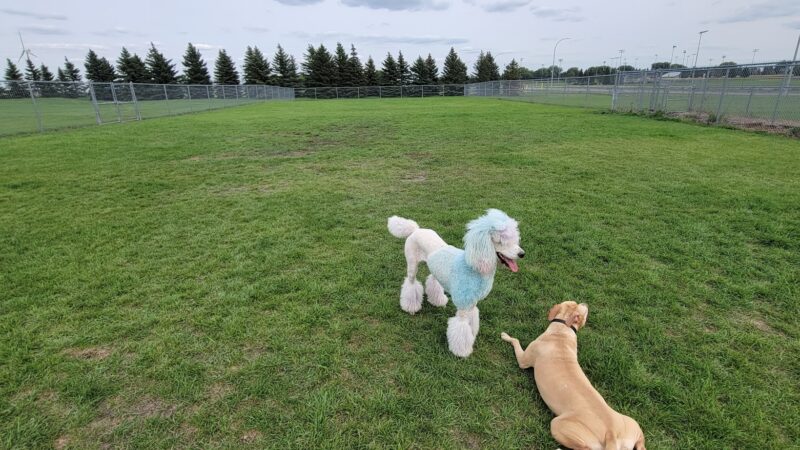 Centennial Dog Park - Moorhead, MN