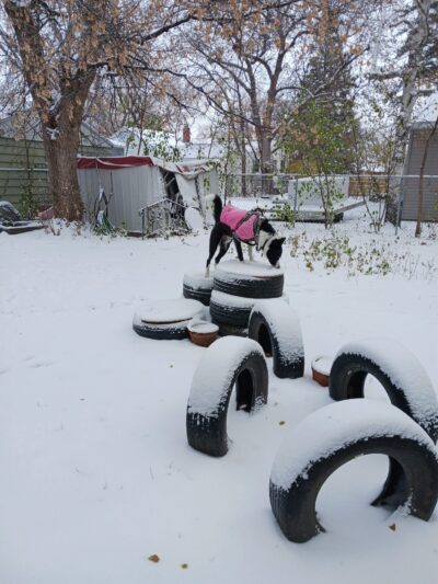 Nemo & Lux's dog park - Moorhead, MN