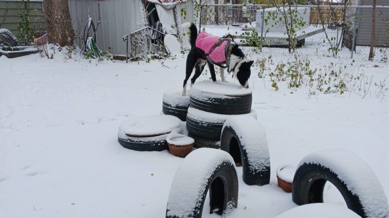 Nemo & Lux's dog park - Moorhead, MN