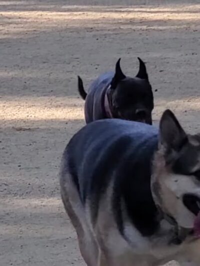 College View Dog Park - Moorpark, CA