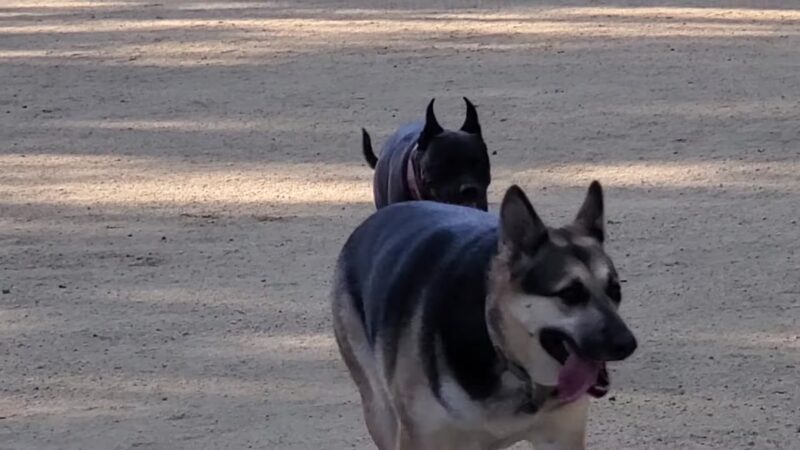 College View Dog Park - Moorpark, CA
