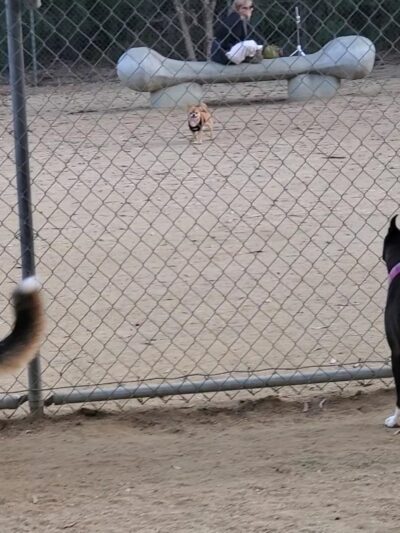 College View Dog Park - Moorpark, CA