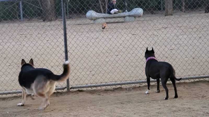 College View Dog Park - Moorpark, CA
