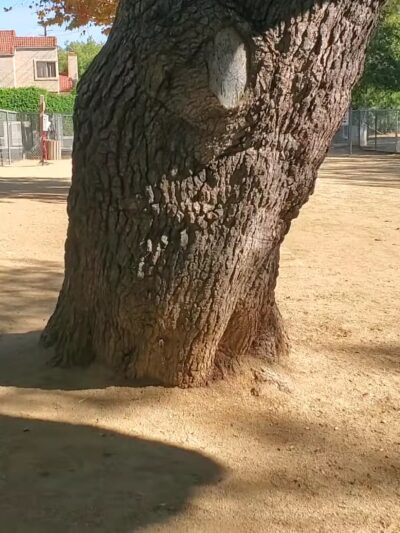 College View Dog Park - Moorpark, CA