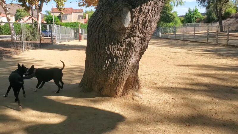 College View Dog Park - Moorpark, CA