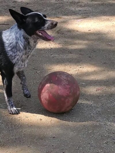 College View Dog Park - Moorpark, CA