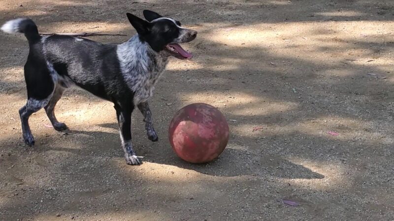 College View Dog Park - Moorpark, CA