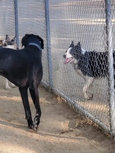 College View Dog Park - Moorpark, CA
