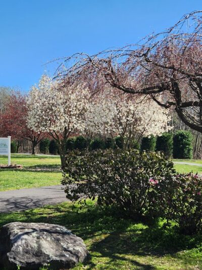 Mercatili Segilia Park - Moosic, PA