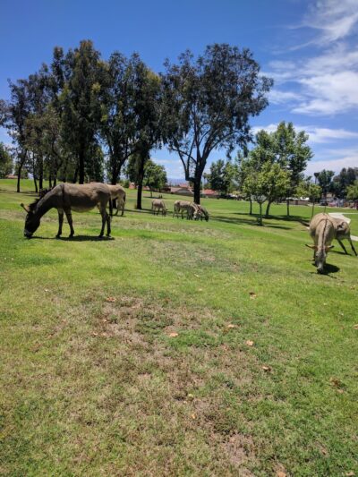 Gateway Park - Moreno Valley, CA
