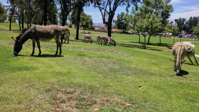 Gateway Park - Moreno Valley, CA