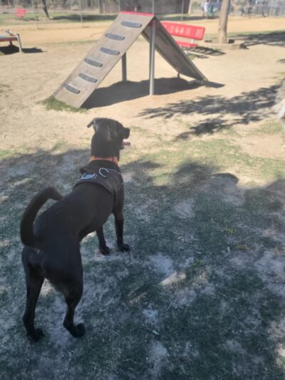 Hound Town - Moreno Valley, CA