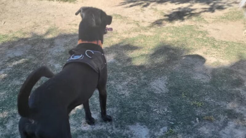 Hound Town - Moreno Valley, CA