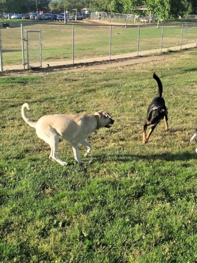 Morgan Hill Dog Park - Morgan Hill, CA