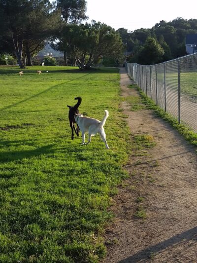 Morgan Hill Dog Park - Morgan Hill, CA