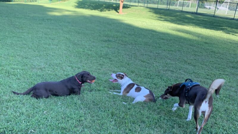 Catawba River K-9 Korral Dog Park - Morganton, NC
