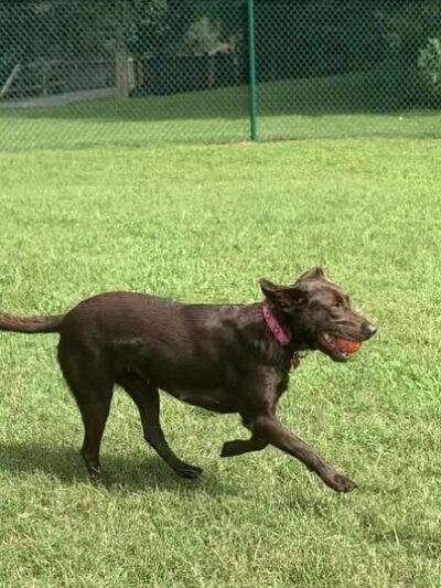Catawba River K-9 Korral Dog Park - Morganton, NC