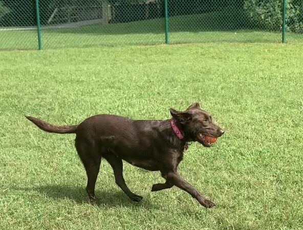 Catawba River K-9 Korral Dog Park - Morganton, NC