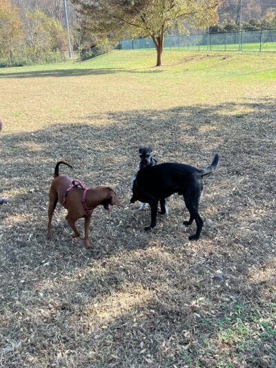 Catawba River K-9 Korral Dog Park - Morganton, NC