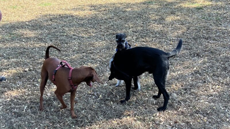 Catawba River K-9 Korral Dog Park - Morganton, NC