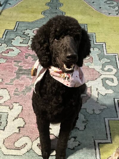 All Dogged Out Dog Grooming and supply - Morris, AL