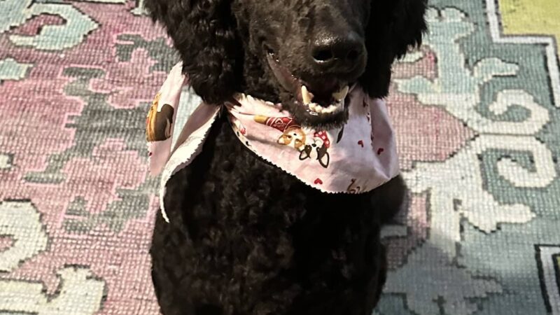 All Dogged Out Dog Grooming and supply - Morris, AL