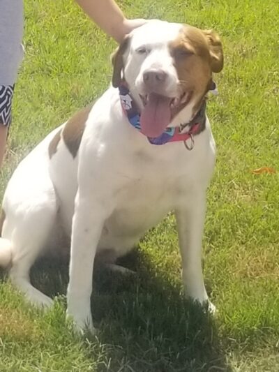 All Dogged Out Dog Grooming and supply - Morris, AL