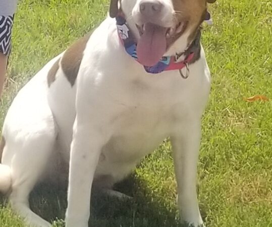 All Dogged Out Dog Grooming and supply - Morris, AL