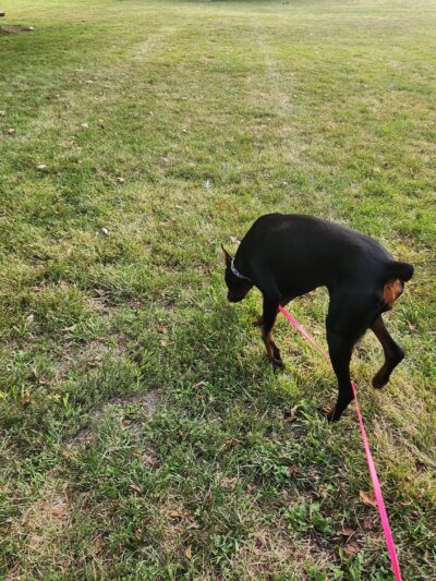 Tag-A-Long Dog Park - Morris, IL